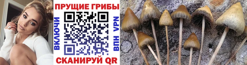 Псилоцибиновые грибы Psilocybine cubensis  Купить  Мценск 